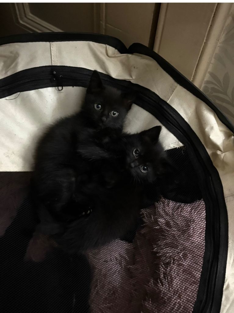 2x Gorgeous Black kittens needing forever homes 