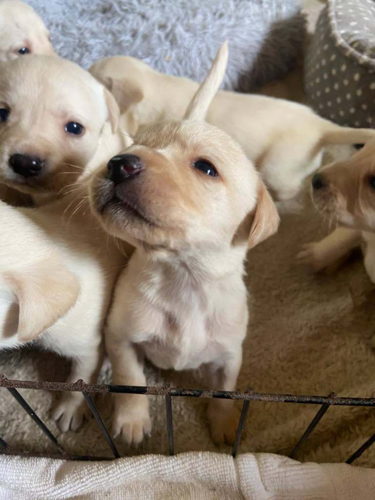 Beautiful KC Registered Labrador Puppies