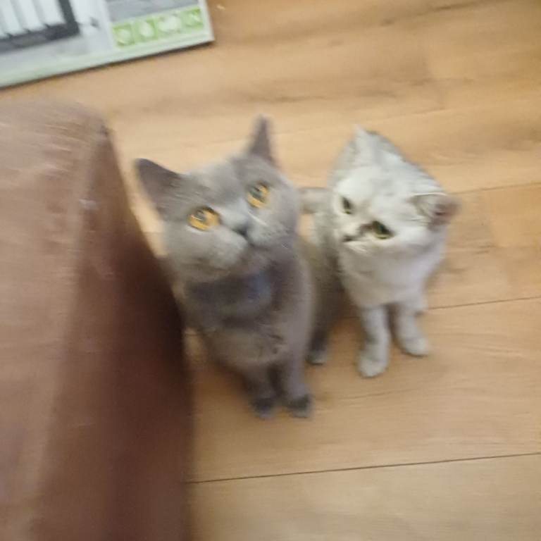 Kittens in sheerness 