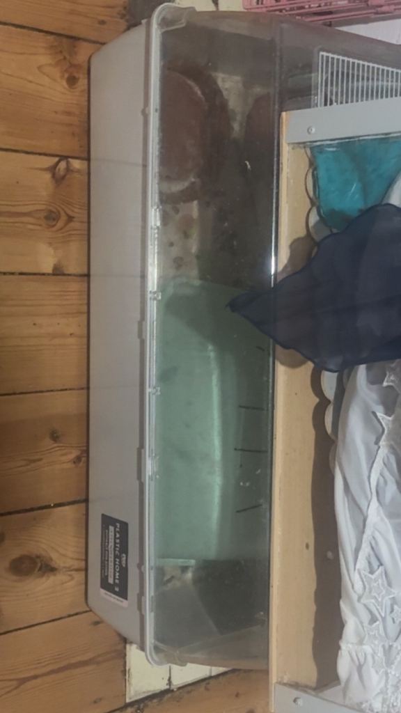 Hamster cage