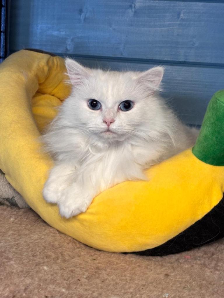 Adult cat 3 years old rehoming 