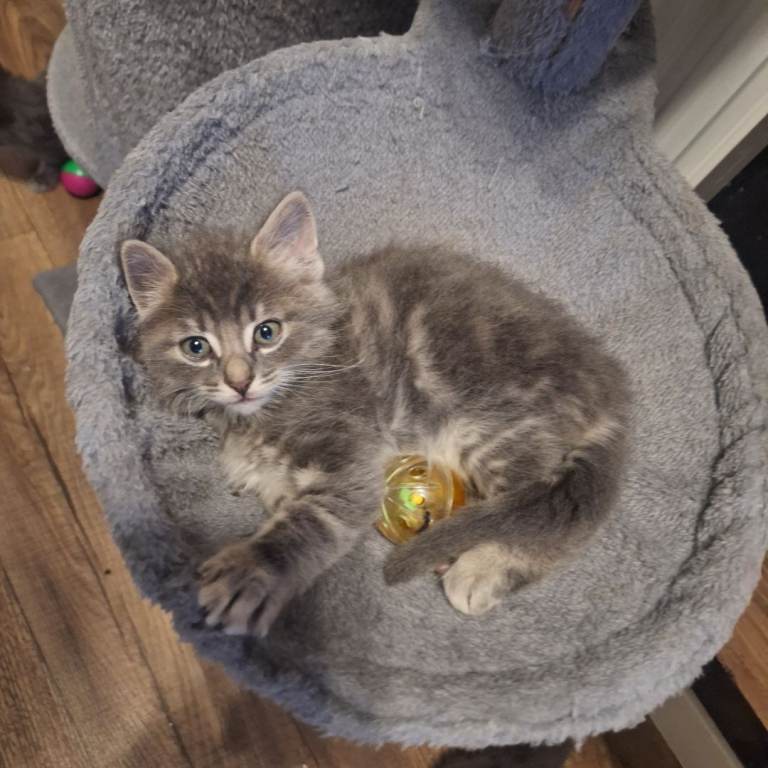 Kitten 10 weeks old