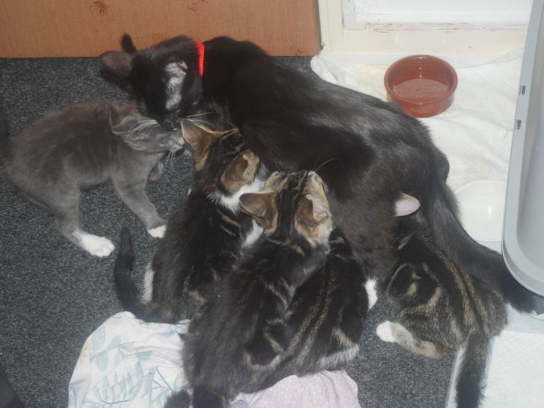 Kittens Purrfect Companions 🐾🐾