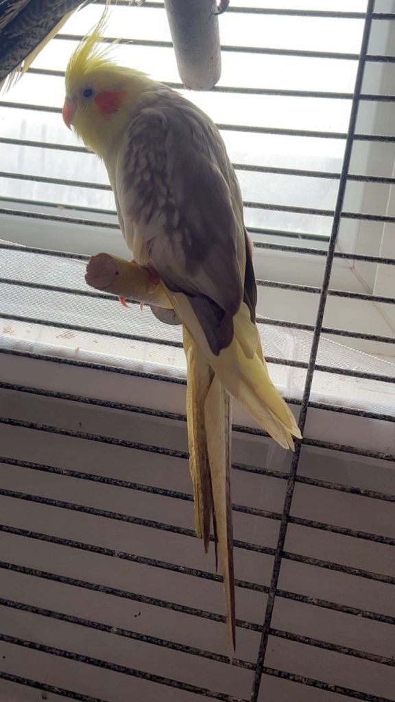 Cockatiel bird