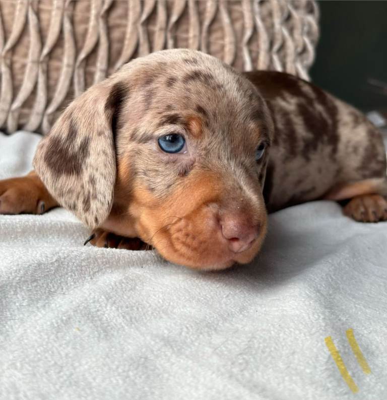 Miniature Dachshund Puppies 