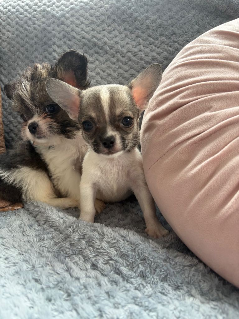 Chihuahua cross Shih Tzu