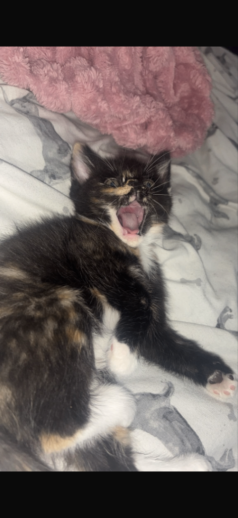 Beautiful kitten 