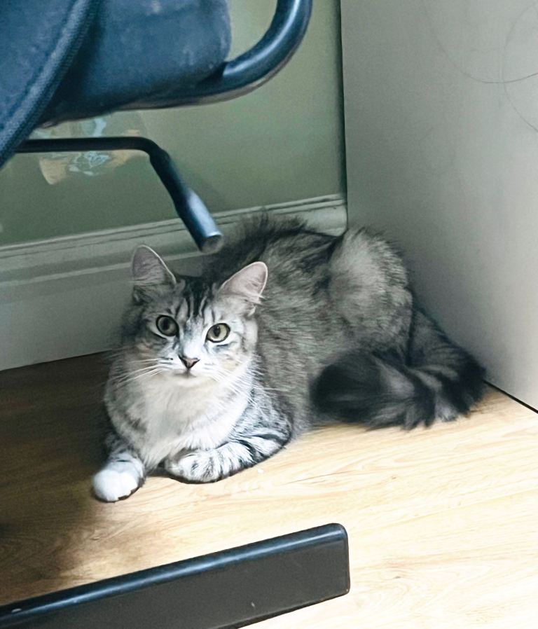 Playful cat need new home