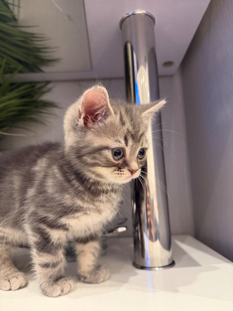 MALE GREY BRITISH SHORT HAIR & SIAMESE FEMALE KITTEN