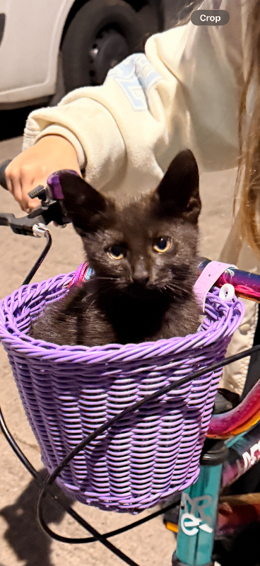 3 kittens ready to leave