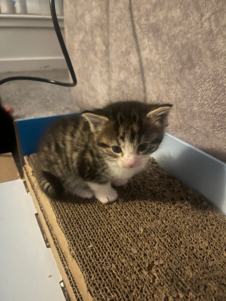 Maine coon x Ragdoll breed kittens for sale