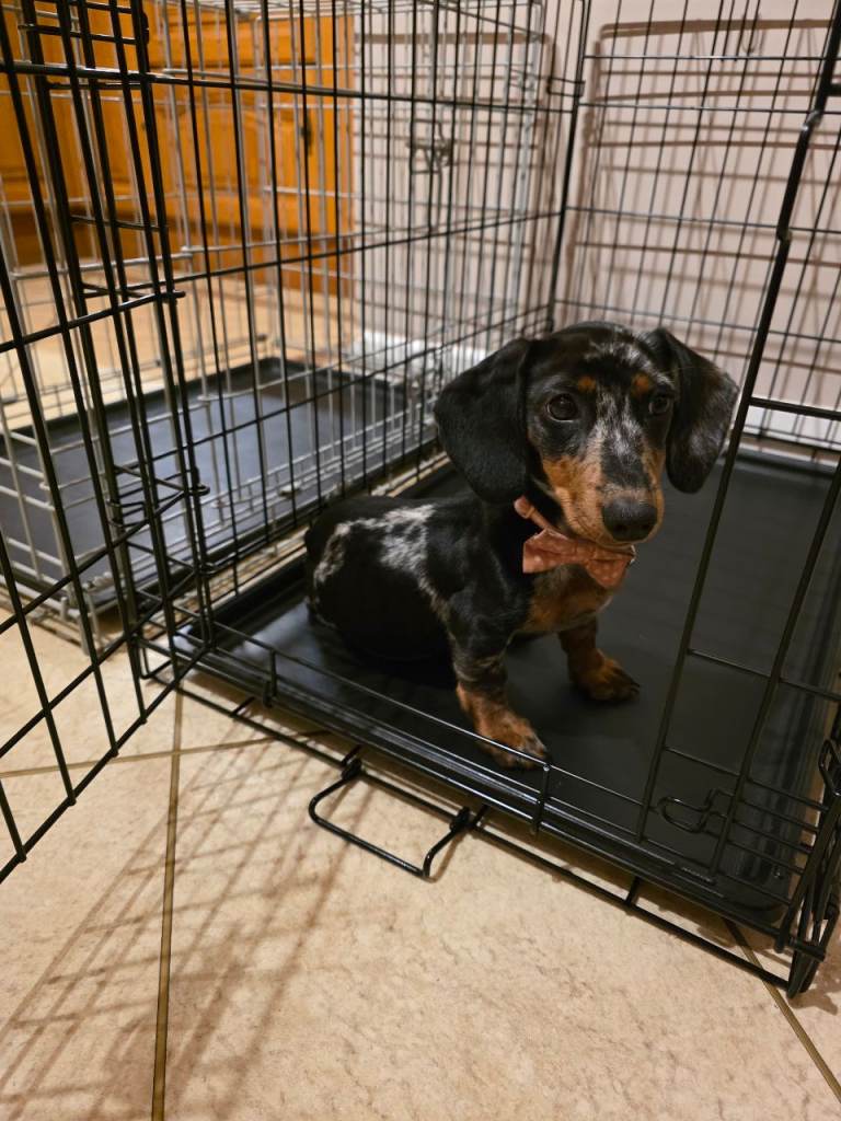 Puppy for Sale
