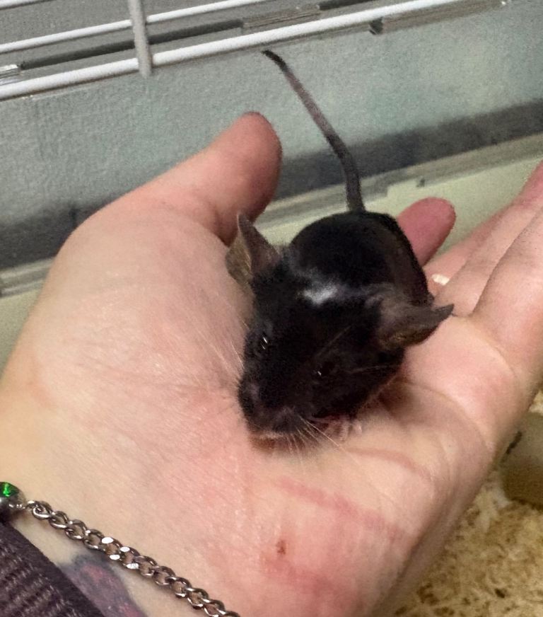 Friendly black male baby fancy mouse with complete set up