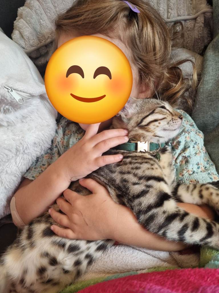 Last pedigree bengal girl available 