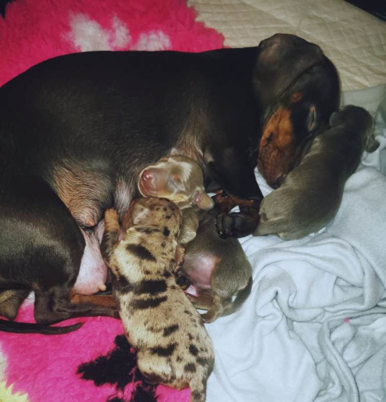 Three Musketeers Miniature Dachshund