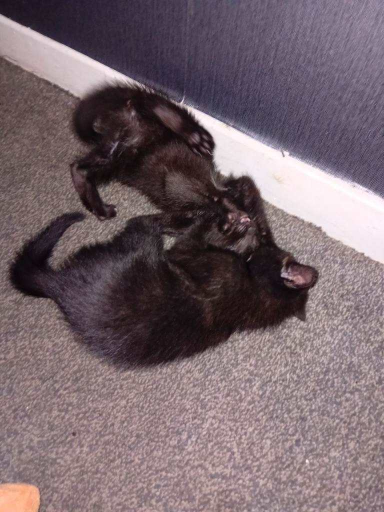 Ragdoll x 3 left still available 