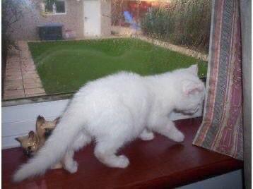 White x tabby 