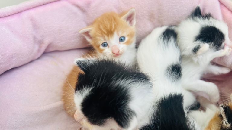  Super friendly kittens used to children and dogs 