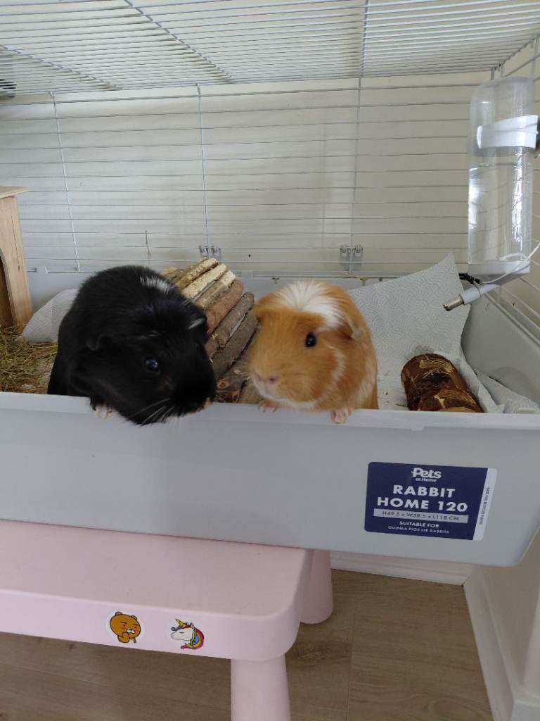 Guinea pigs x 2 young males