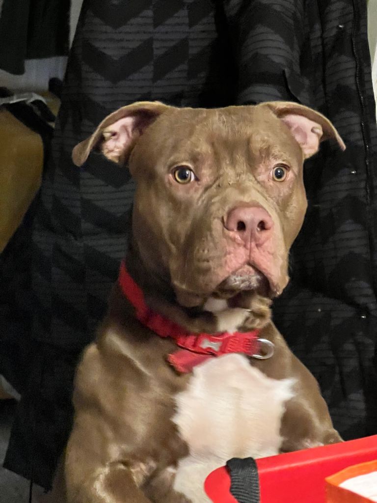 American classic bully