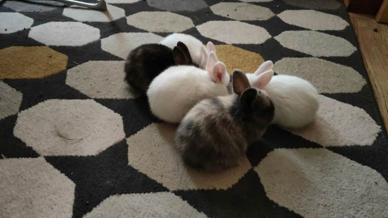 Gorgeous Baby Rabbits Looking for a Lovely Home | in Milton Keynes ...