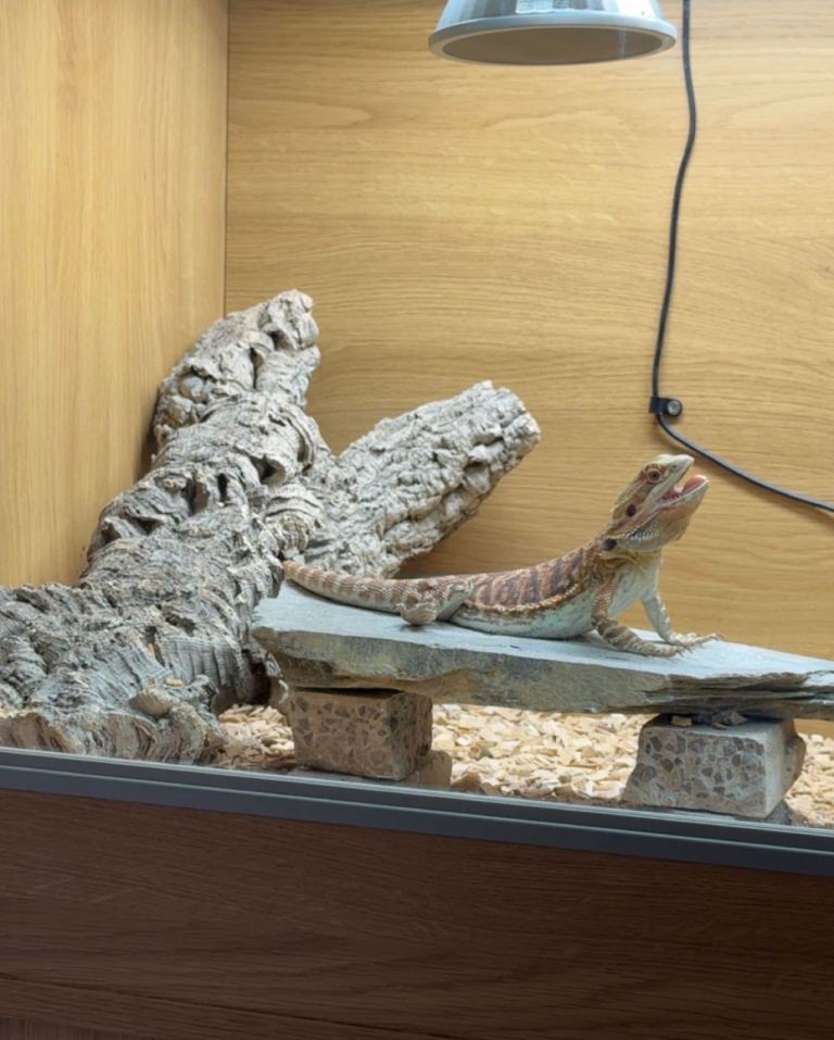 1 year old bearded dragon and full set up 