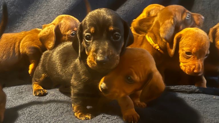 Miniature Dachshund puppies 