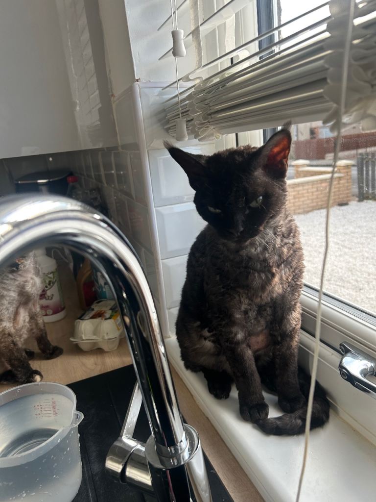 Special Devon Rex boy needs a special owner 