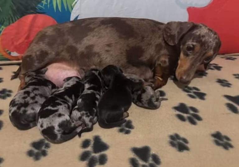 2 beautiful dachshund puppys 