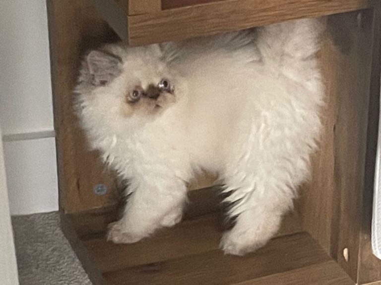 White Persian Kittens 