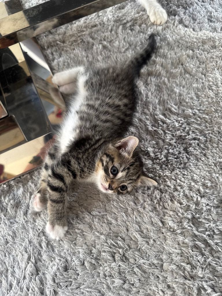 Kitten for sale