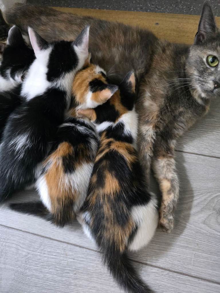 6 kittens 