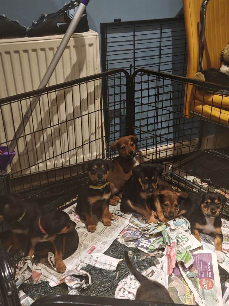 Rottweiler x lurcher 