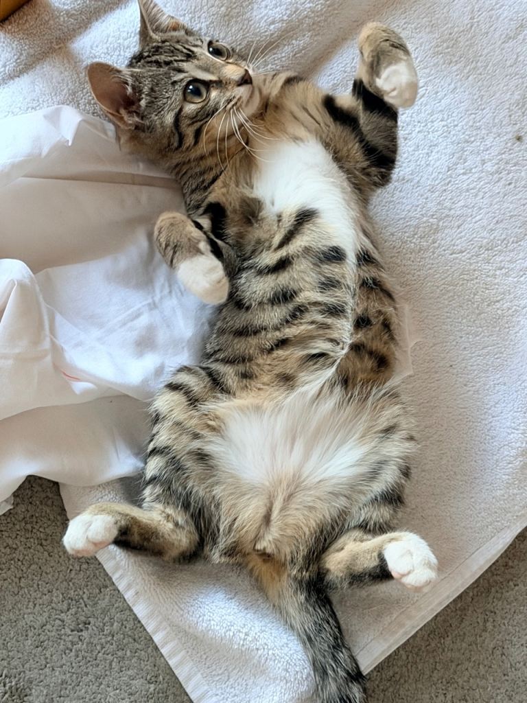 Tabby domestic kitten