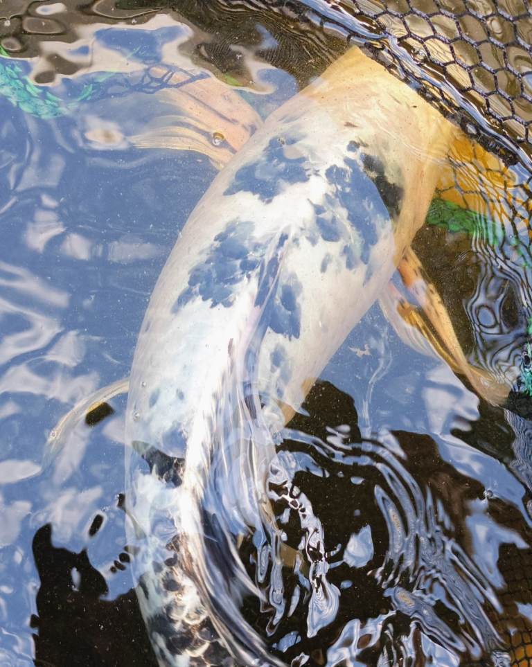 Large Koi For Sale