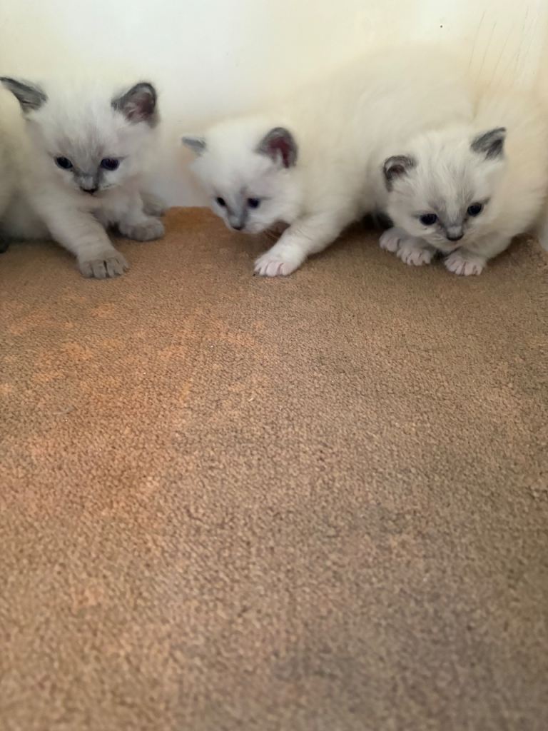 Ragdoll kittens