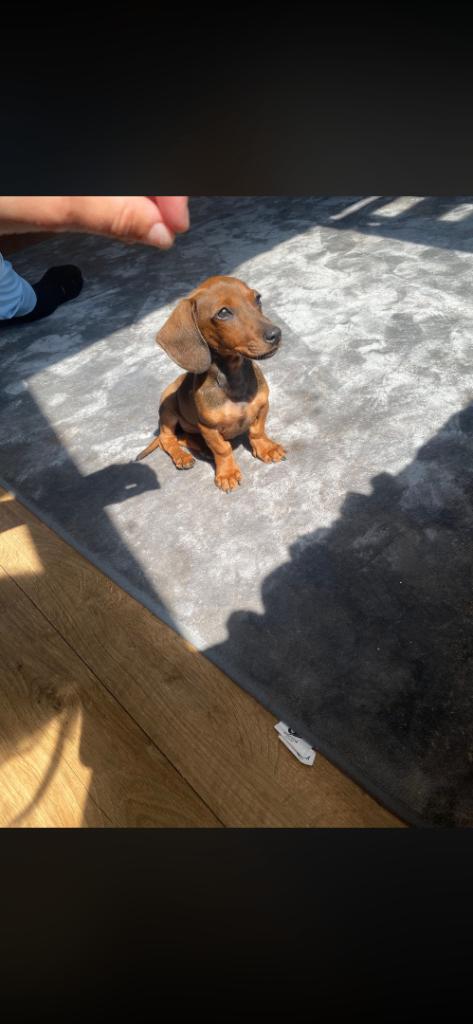 Miniature dachshund female 