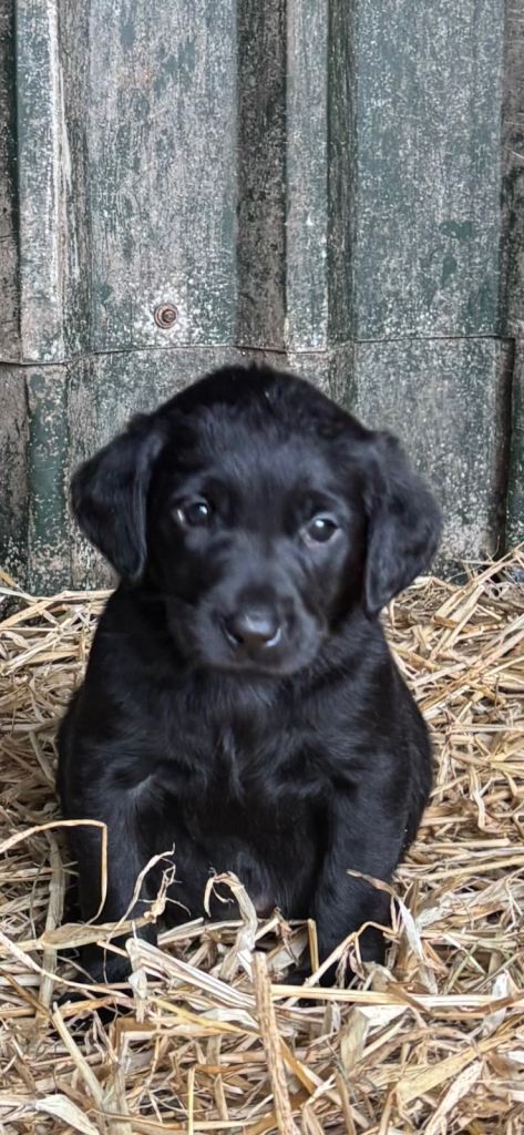 Gorgeous KC registered Labrador Puppies 