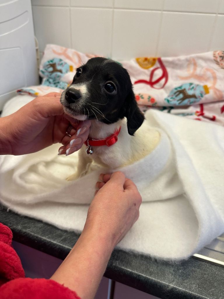 4 beautiful jack Russel puppies 