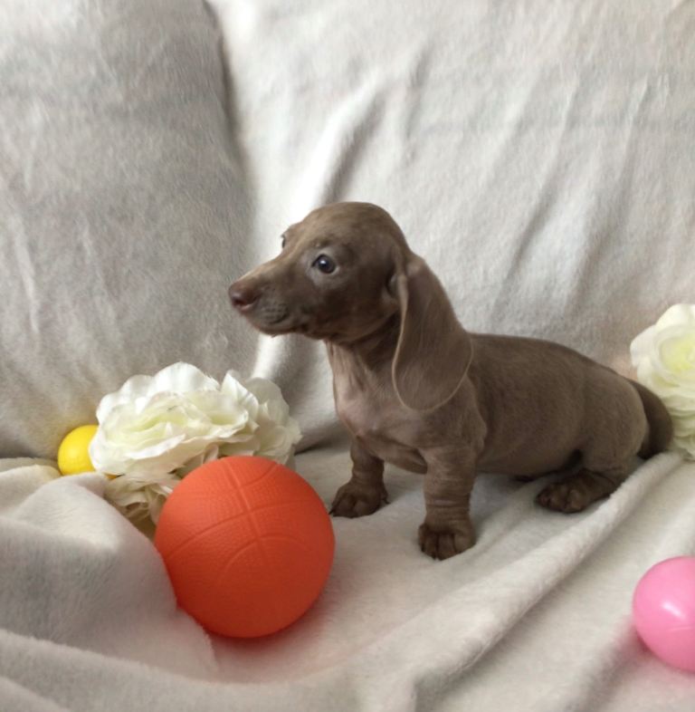 Miniature dachshund puppies