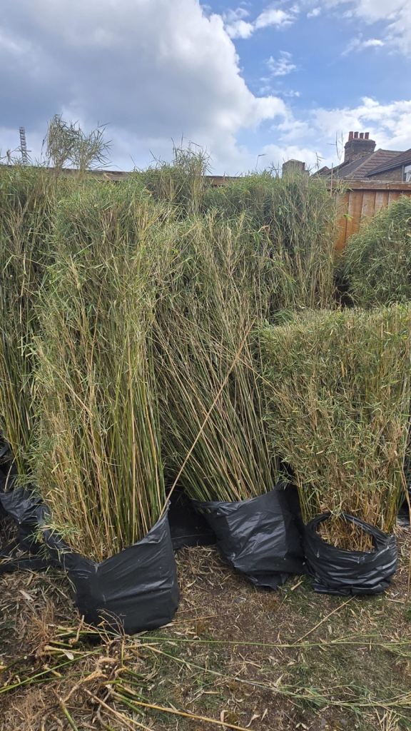 Bamboo bushes available 