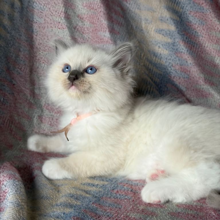 Ragdoll 