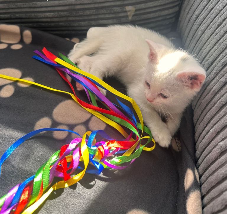 Beautiful White Kitten avaiable