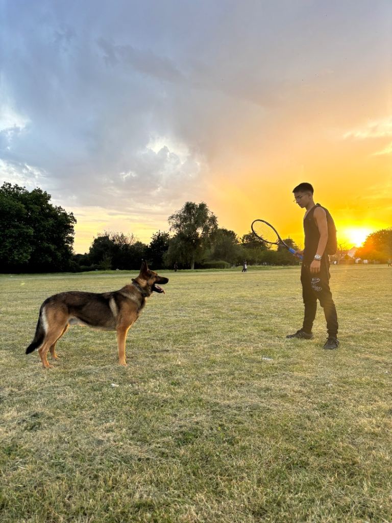 Simba German shepherd x Belgian malinois 