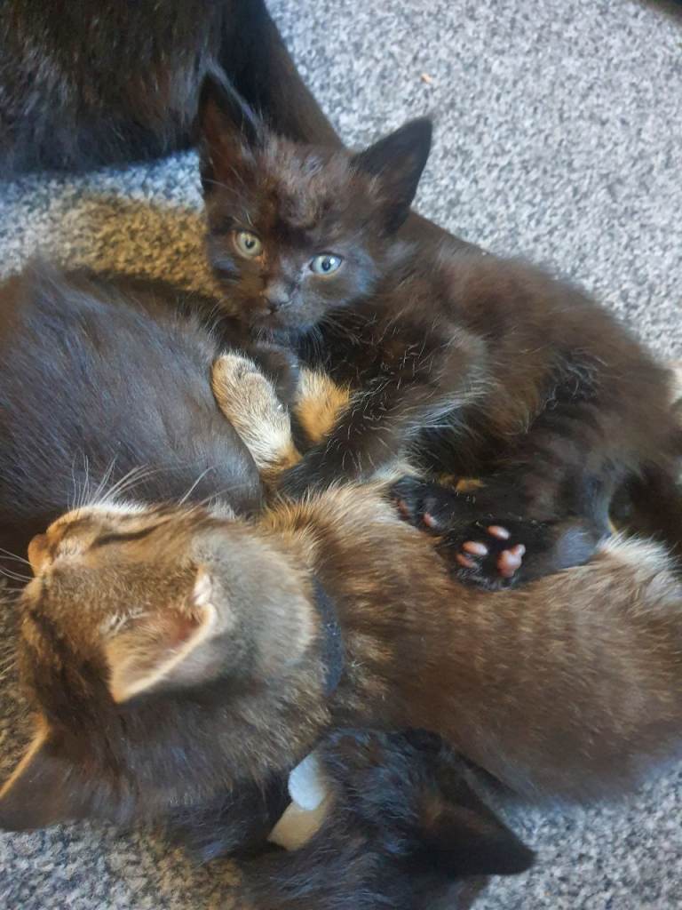 All reserved apart from Female black kitten