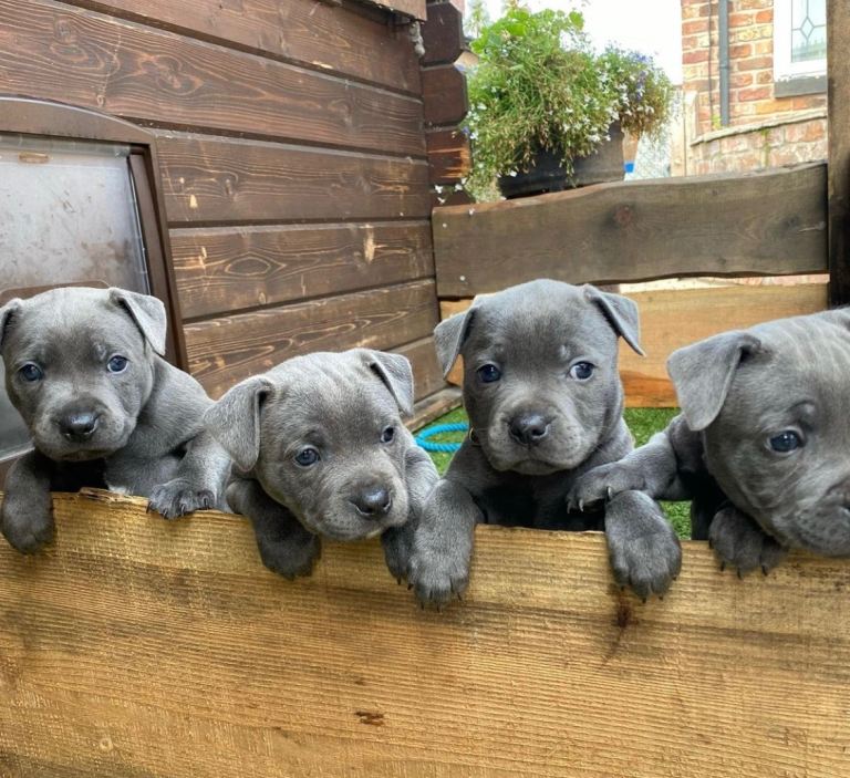 Blue Staffordshire bull terrier puppies blue staffy