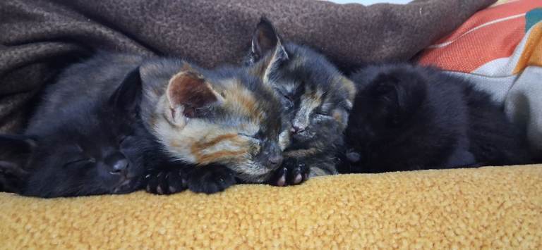 Kittens