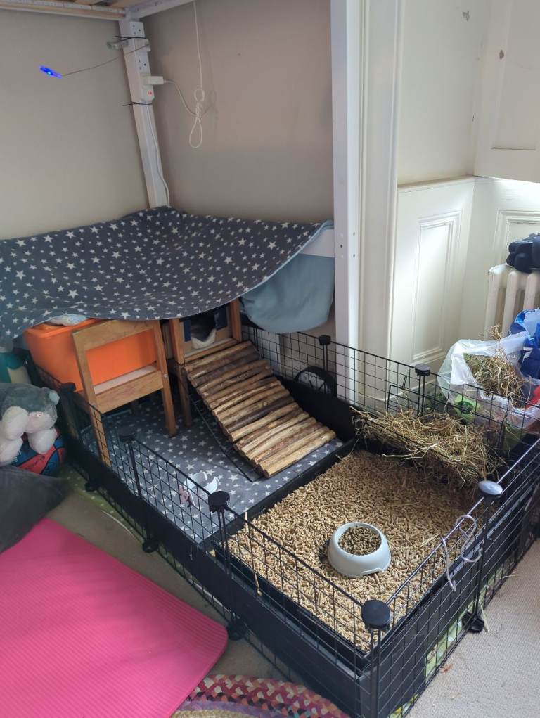 Guinea Pig holiday boarding 