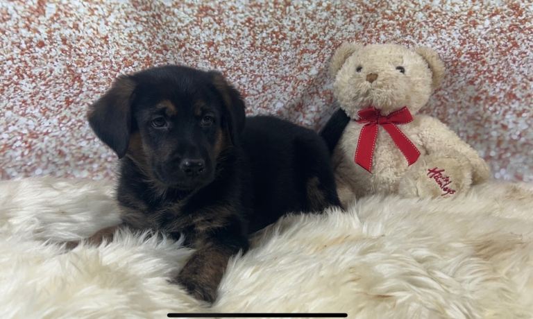 Beautiful German shepherd x Labrador puppies