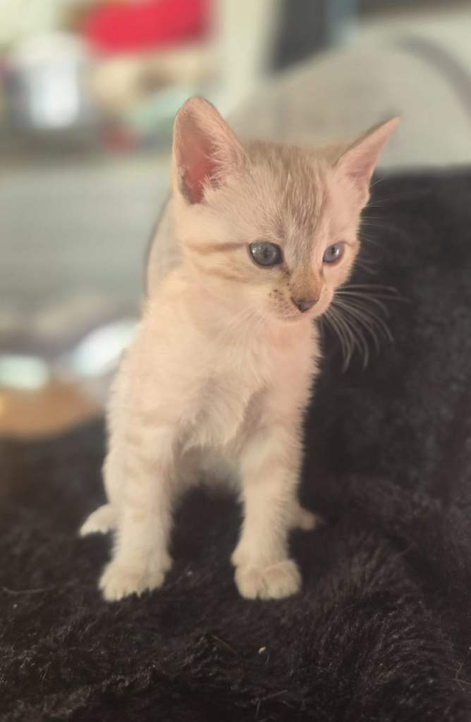 Snow lynx & dark charcoal marble kittens